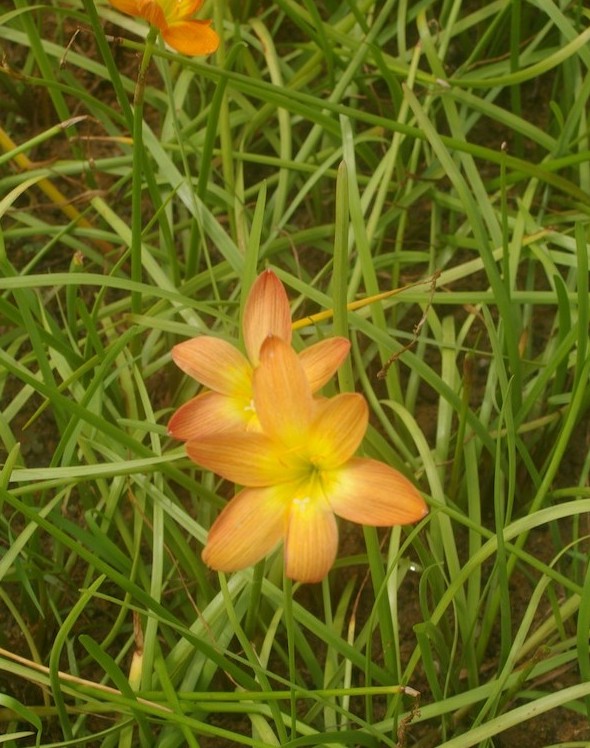 An orange hybrid Zephyranthes at Gardens by the Bay