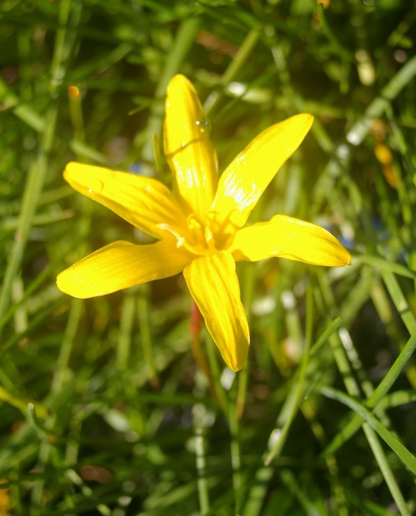 Zephyranthes flavissimus has butter yellow flowers