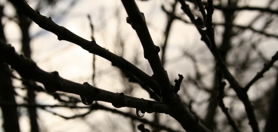 ash tree in winter