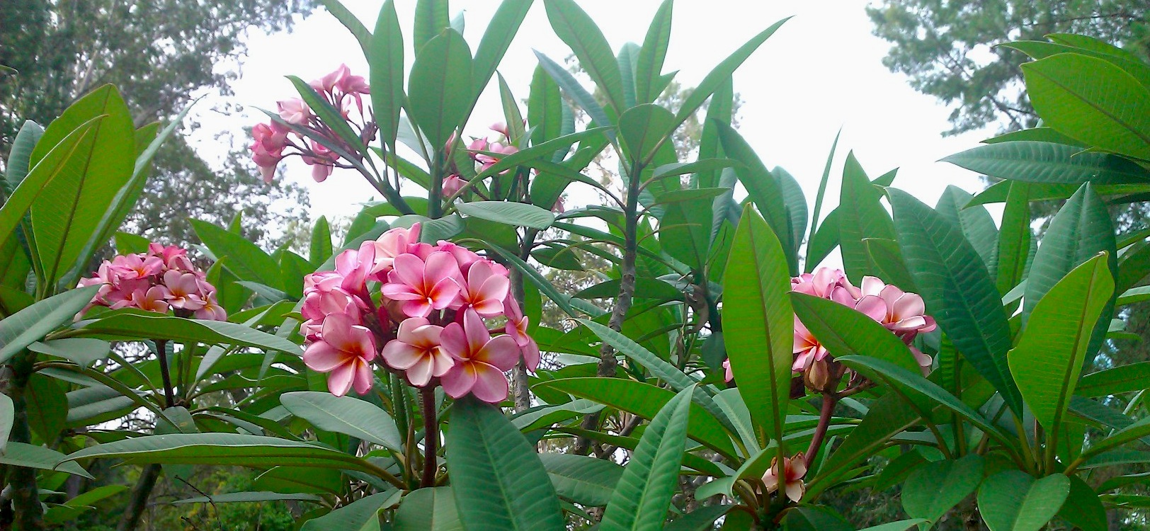 frangipani-pink-tree