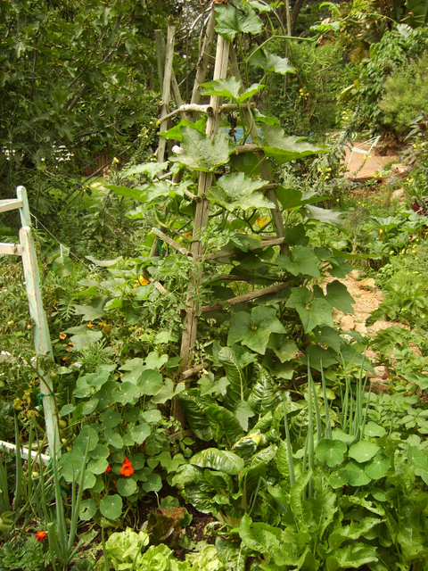 Beans, gem squash and tomatoes grow up the tripod with lettuce chard, other vegetables and nasturtiums around the base