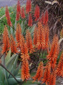 Hardy aloes provide colour and interest in winter