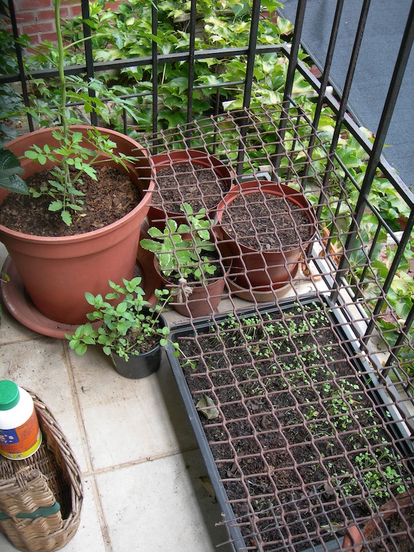 4. Rocket seeds have germinated. They are always incredibly quick. Note the cat-proofing. Very effective unless one of the cats decides to use the pot as a couch