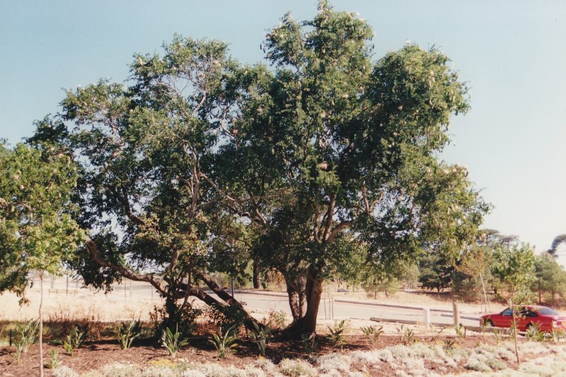 Lysiphyllum hookeri - c mid 1990's - East Perth