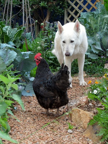 Scratchy and Tilu in the vegetable garden
