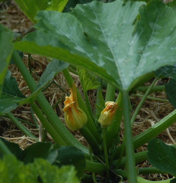Zucchini flowers already - I hope they'll fruit before the autumn chills