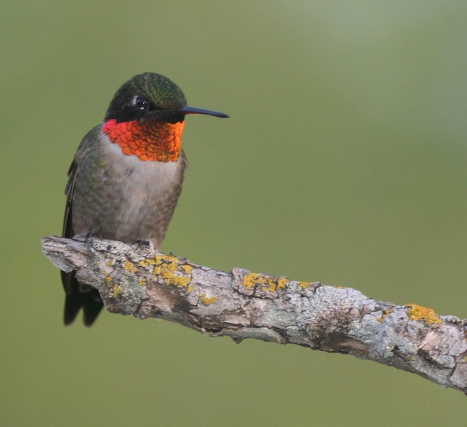 A male Ruby-throated Hummingbird Credit Christian Artuso Used with permission.