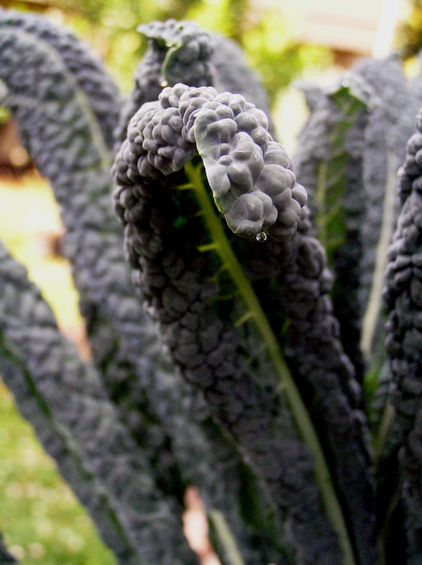 Kale - Cavello nero