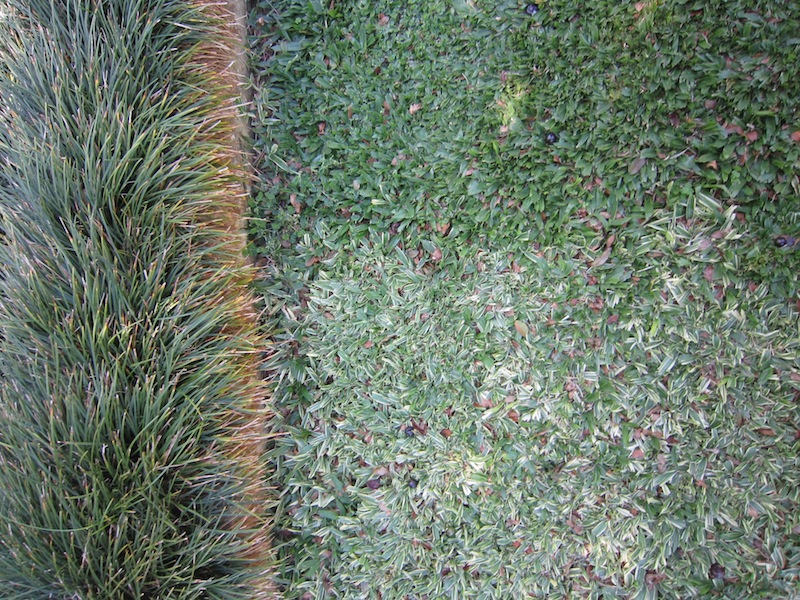 Burle Marx Edmundo Cavanelas garden Stenotaphrum grass checkboard