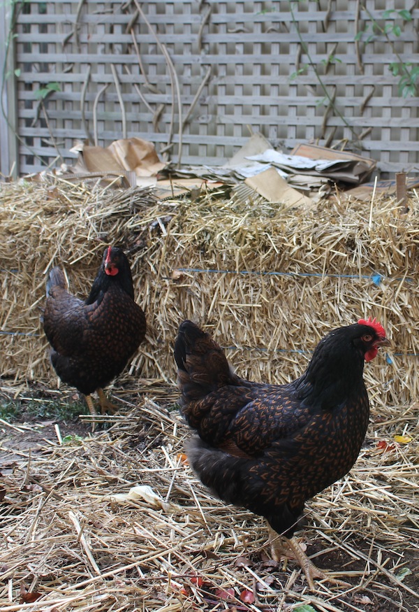 Our chooks