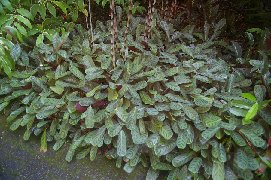 Ctenanthe burlemarxii var obscura is a hardy groundcover for the shade