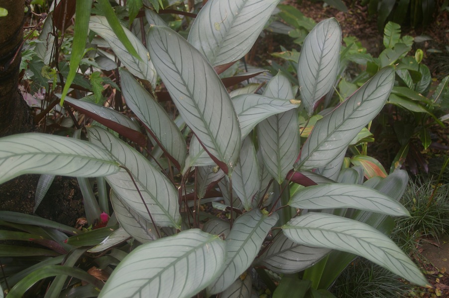 Ctenanthe setosa 'Grey Star' with platinum grey leaves