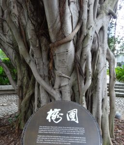 Banyon Tree preserved amid development