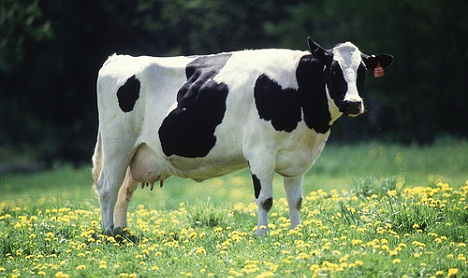 Dairy cow Photo Kabsik Park