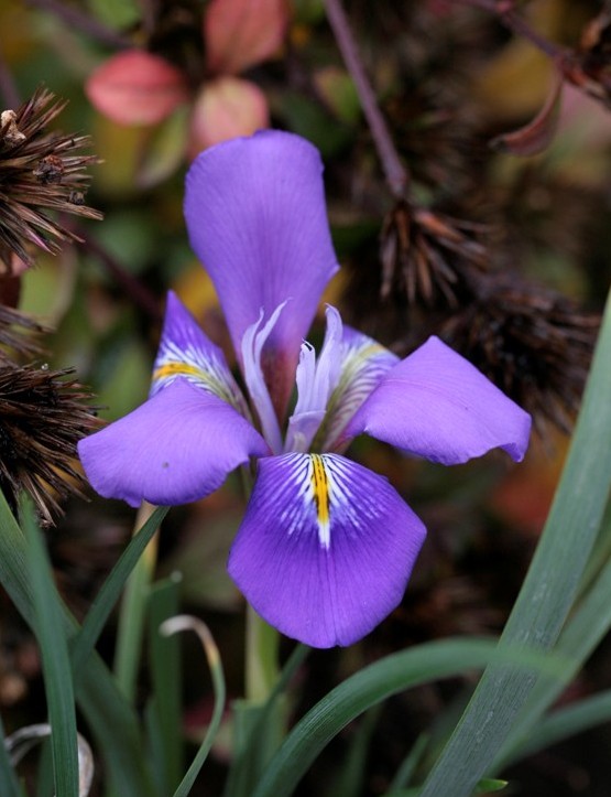 Iris cretensis 'Mia'