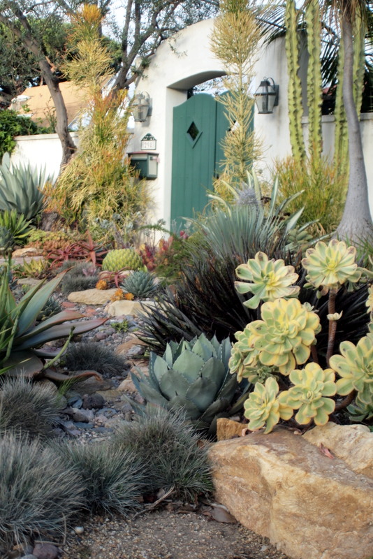 Jud's agave and succulent garden California