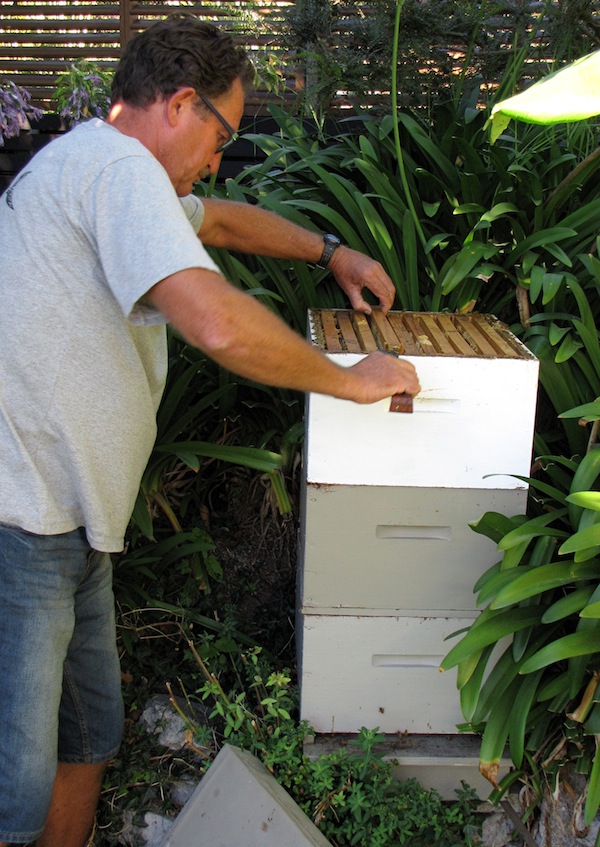 Mike Crosby delves into his Langstroth hive