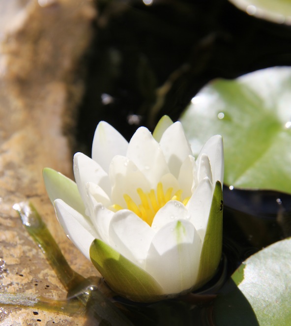 White miniature water lily in my lily pot