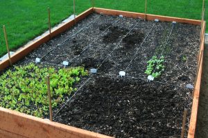 My modest raised bed with lettuce blend & first row of radish & carrot