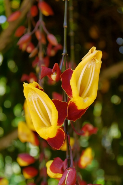 One of the ornamental plants grown at the spice plantation, this is Thunbergia mysorensis, commonly known as the ladies shoe plant or clock vine. It is pollinated by sun birds