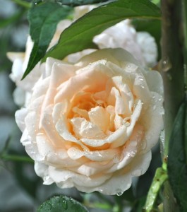 Rosa ‘Jean Geldenhuys’ is a tough rose, with petals that do not fall, which means the blooms stay on the plants until the rich cream bleaches to white with pink tinges around the edges of the petals. The plant is disease-resistant and extremely vigorous