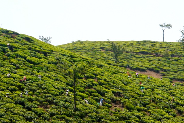 Tea pickers in Kerala today
