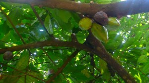 The cocoa tree (Theobroma cacao) is not native to India but thrives in the Kerala climate. Its flowers and the chocolatey beans grow directly from the trunk