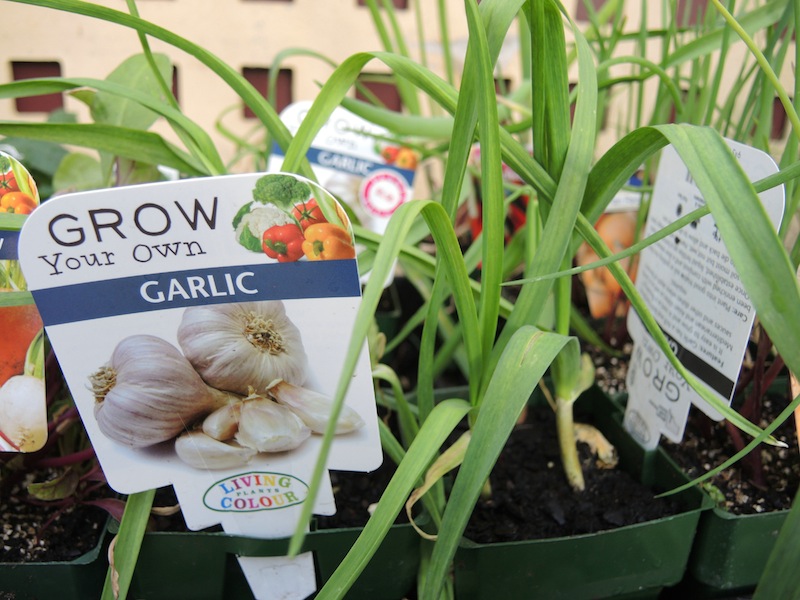 You can buy pots of garlic