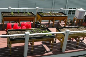 Raised garden troughs with early transplants and tomatoes in water tubes