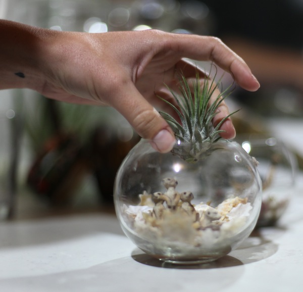 gently position the air plant