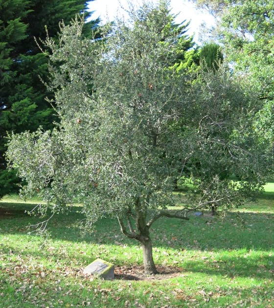 The Gallipoli oak