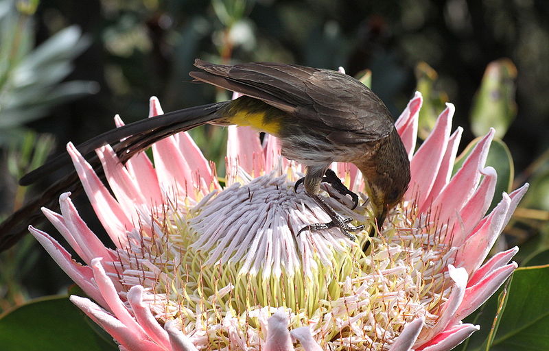 South African Cape sugarbird feeding on Protea cynaroides Photo derekkeats