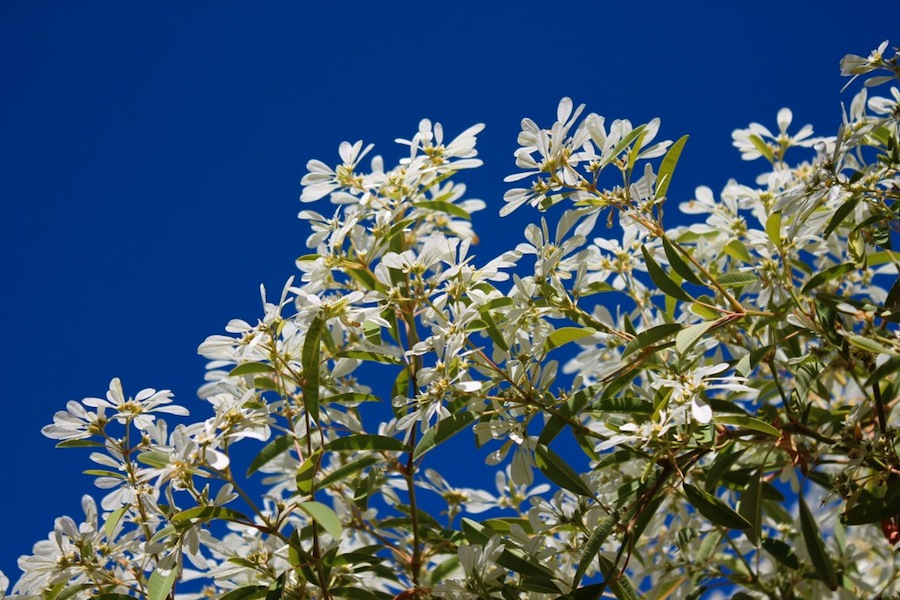 Snowflake bush, Euphorbia leucocephala