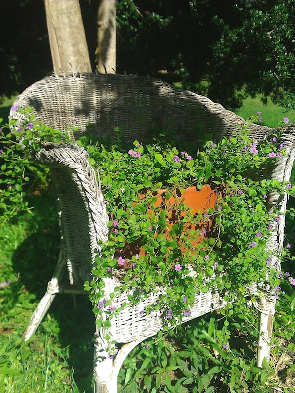My old 'flowering' chair with tumbling sutera