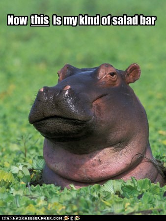 hungry hippo