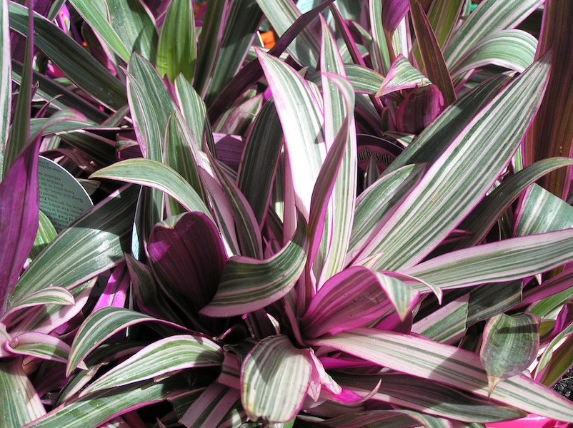Tradescantia spathacea 'Stripe me Pink' groundcover syn Rhoeo discolor