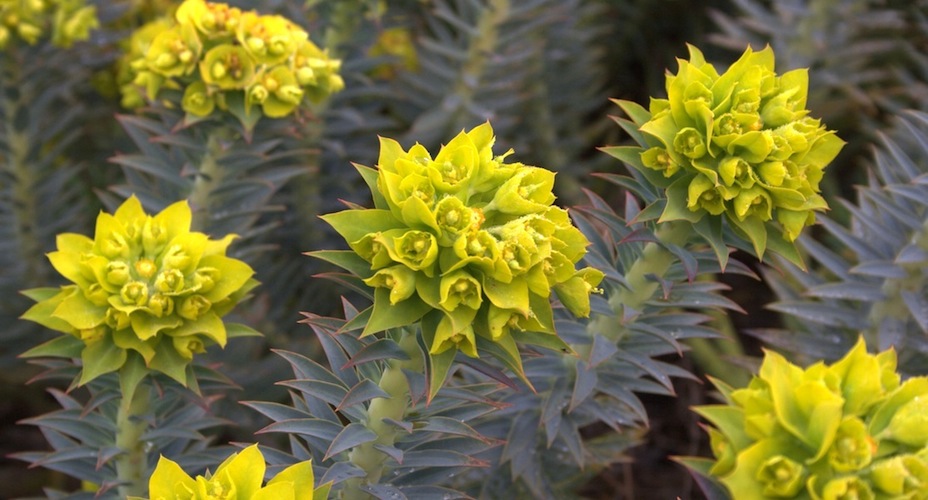 Euphorbia rigida in winter