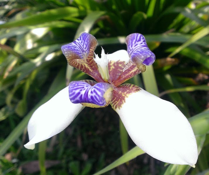 Neomarica gracilis, walking iris