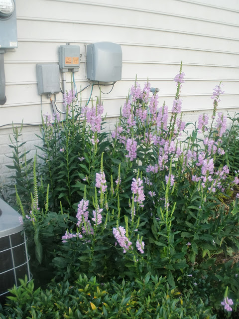 obedience plant in front of the air conditioner