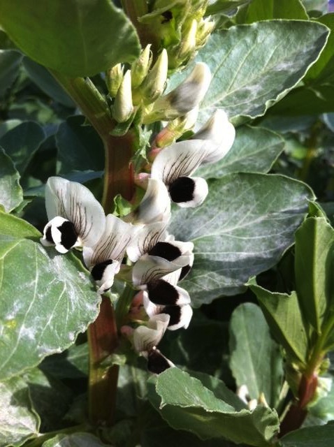 Broad beans doing well (despite the chickens)