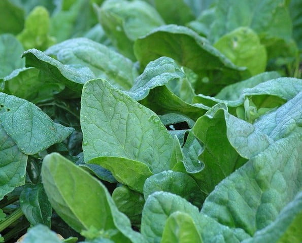 English spinach