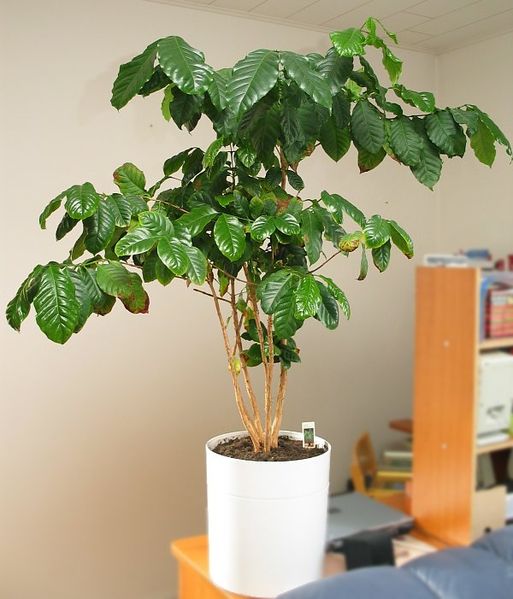 8" to 10" Tall Coffee Bean Plant 1 plants Coffea Arabica 