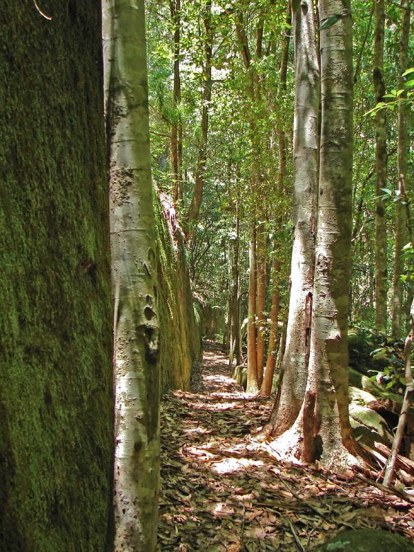 Rainforest walk. Photo aussiegal