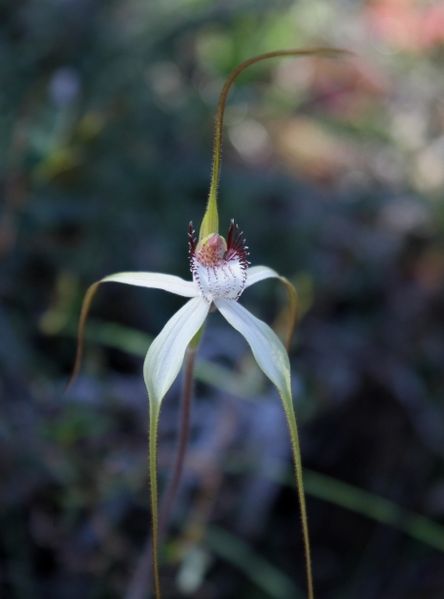 Spider_orchid