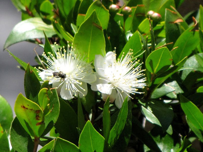 A myrtle hedge in flower