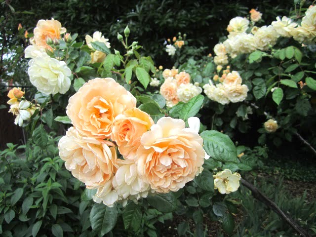 Buff Beauty - clusters of double and semi-double blooms
