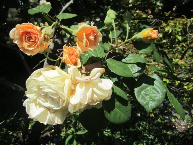 Buff Beauty, with many close-set petals