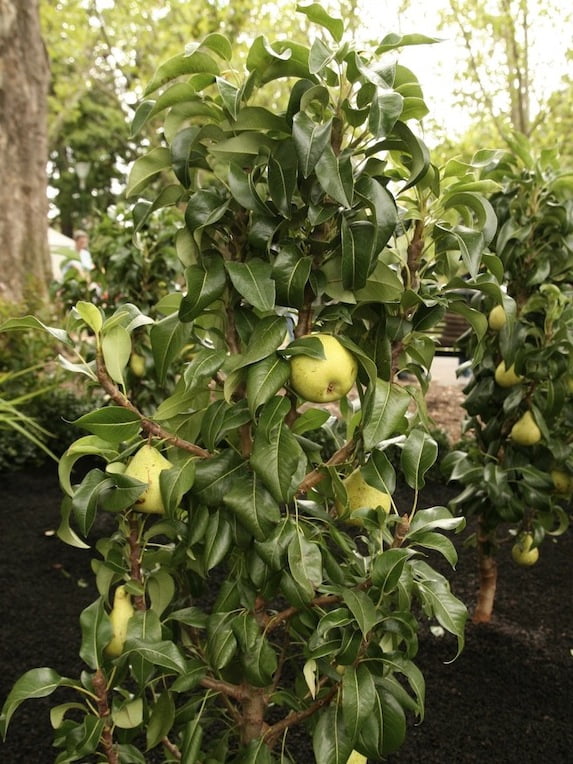 trixzie pear tree flemings