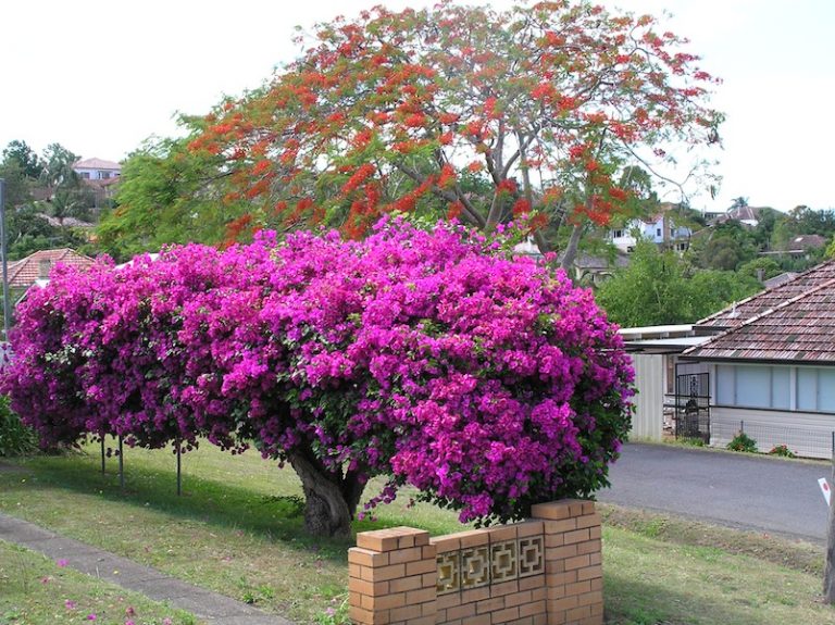How to grow bougainvillea