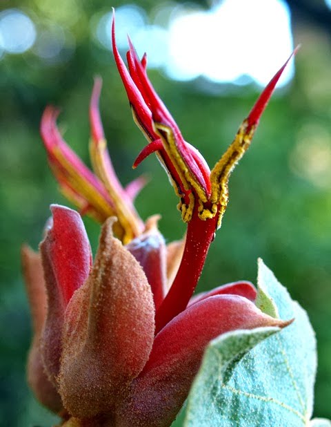 Chiranthodendron pentadactylon, showing the curved style